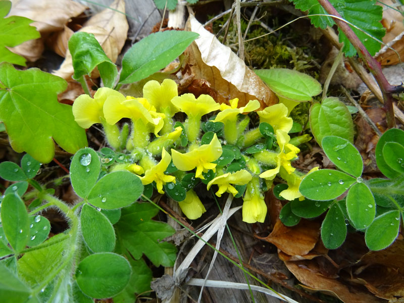 Cytisus hirsutus - Fabaceae